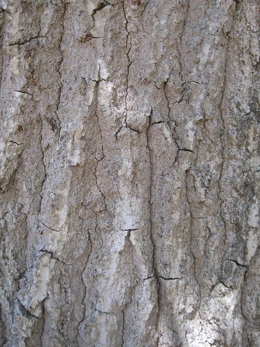 trees georgia quercusnigra wateroakbark