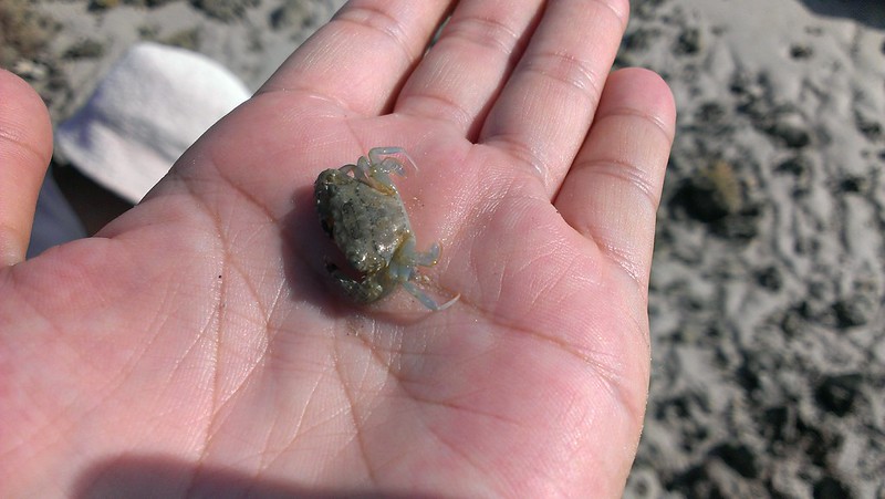 Koh Samui small crabs