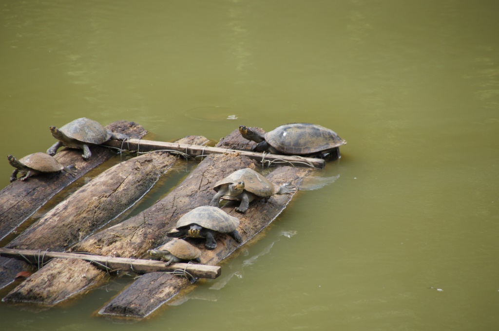 Turtles | Turtles | jjmusgrove | Flickr
