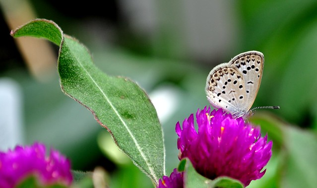 Leaf, flower and butterfly