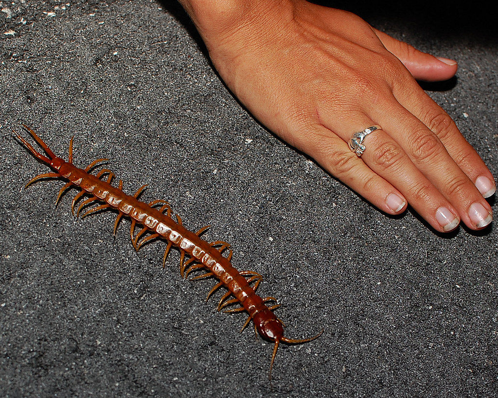#121 Keys Giant Centipede.