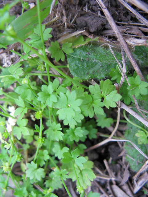Ranunculus sessiliflorus leaf1