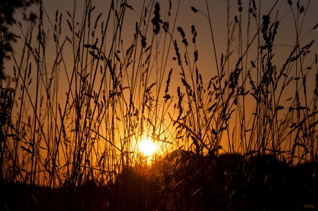 Grashalme im Sonnenuntergang / grass in the sunset / 0… | Flickr
