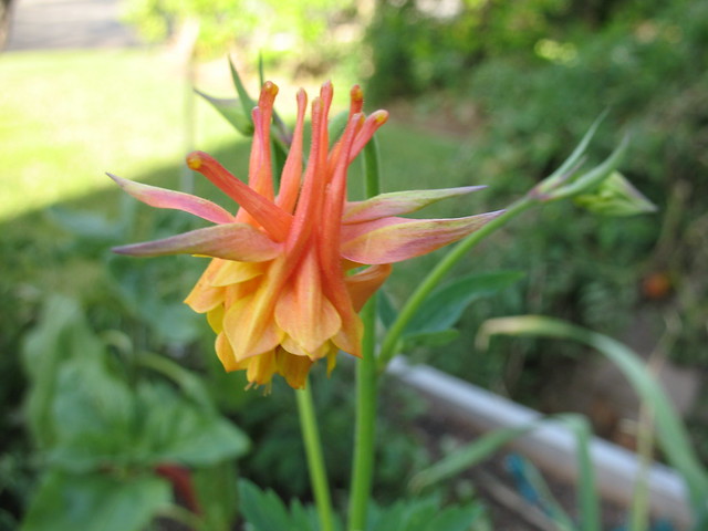 Aquilegia chrysantha 'Flore Pleno'