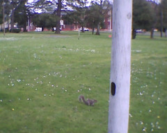 Eastern gray squirrel at Oregon State Hospital