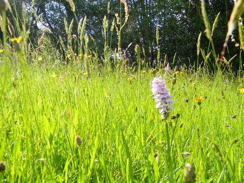 Orchid in flower meadow Haslemere to Midhurst