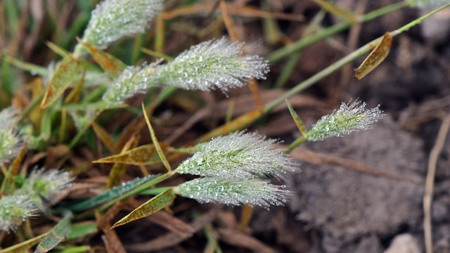 Annual Beard Grass_Polypogon monspeliensis__SGM