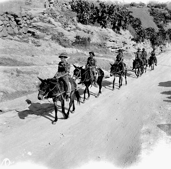 Personnel of the Pioneer Platoon Support Company, The Royal Canadian Regiment, using mules to transport supplies... / Des membres du peloton de pionniers, une compagnie d’appui du Royal Canadian Regiment, transportent des approvisionnements...