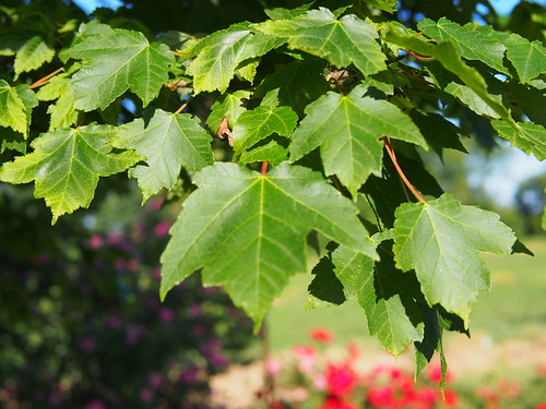 Red Maple | by F. D. Richards
