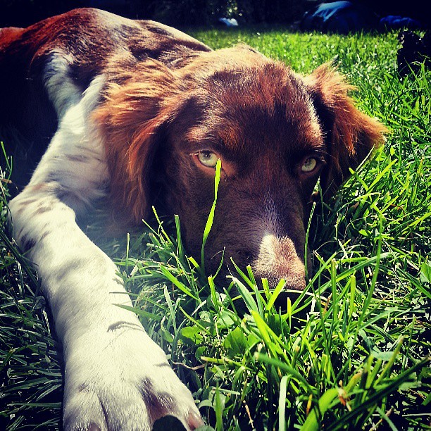 Lucy the Brittany #cuteness #overload #puppy #fcnfqnfest