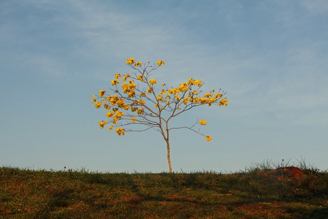 ipê amarelo (Tabebuia chrysotricha)