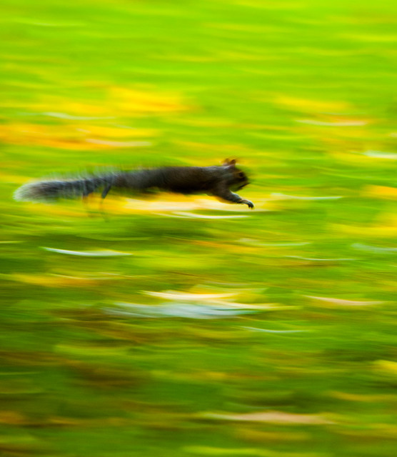 Squirrel leaping, East Park