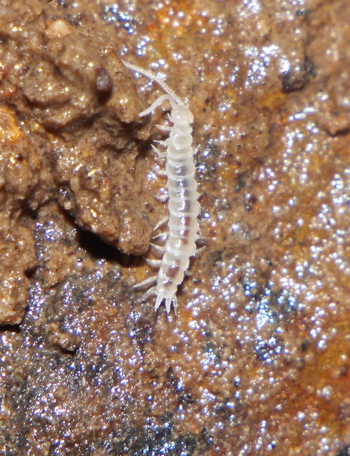 White symphylid Centipede Hanseniella sp symphyla Scutigerellidae Myriapoda sub phyllum Labiata Airlie Beach rainforest P1110130