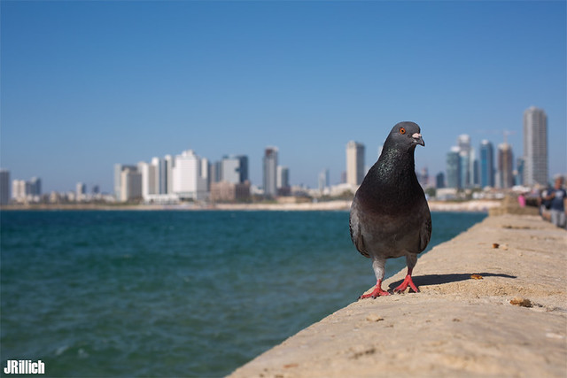 pigeon on the beach @ Tel Aviv-Jaffa, Israel 2015