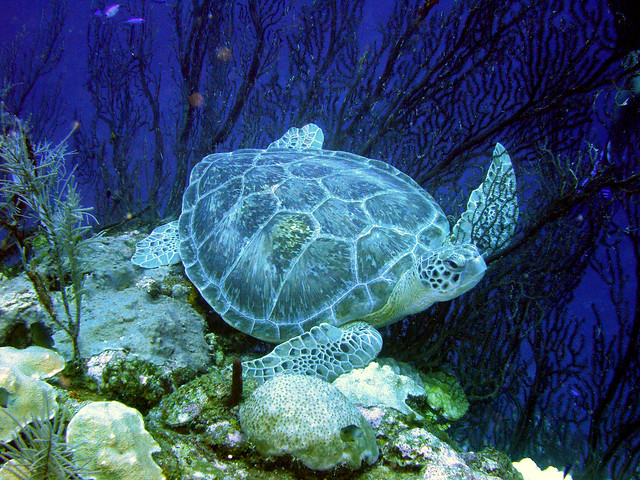 Sea Turtle taking a rest on a Sea Fan