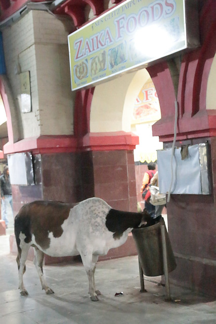 Station Cow