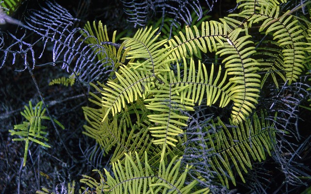 Waewaekaka fern (Gleichenia microphylla), Rotorua, New Zealand