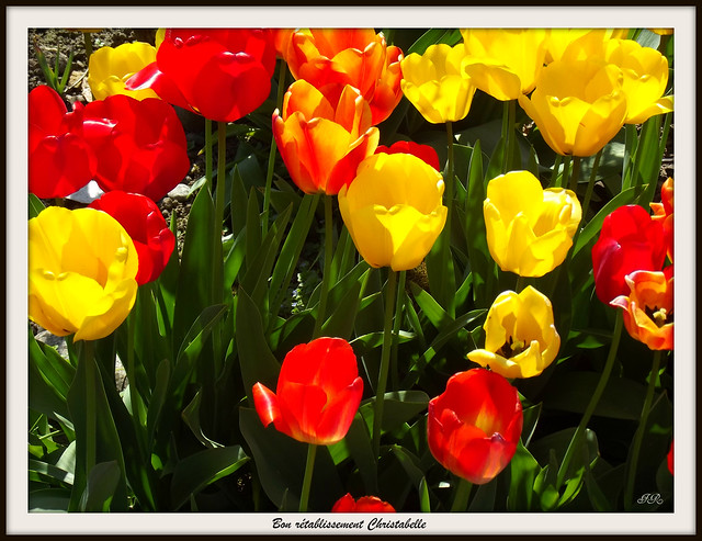 Tulipes pour Christabelle