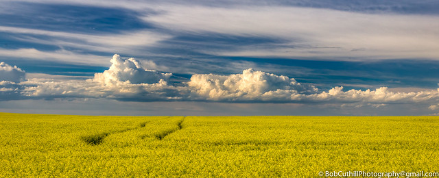 -Canola in Bloom