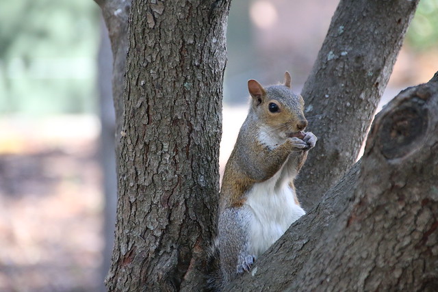Grey Squirrels in Marion Square (Charleston, South Carolina) - November 1, 2016
