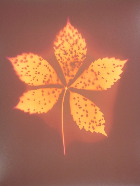Lumen Print 1805 Virginia Creeper Leaf by John Fobes: copyrighted all rights reserved