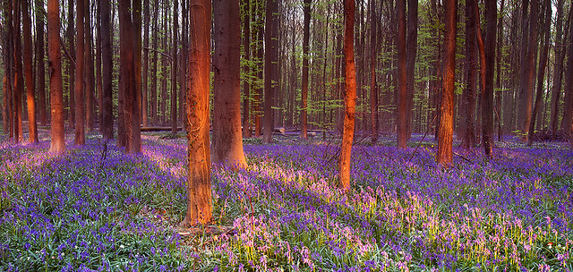 Bluebell forest, Halle, Belgium