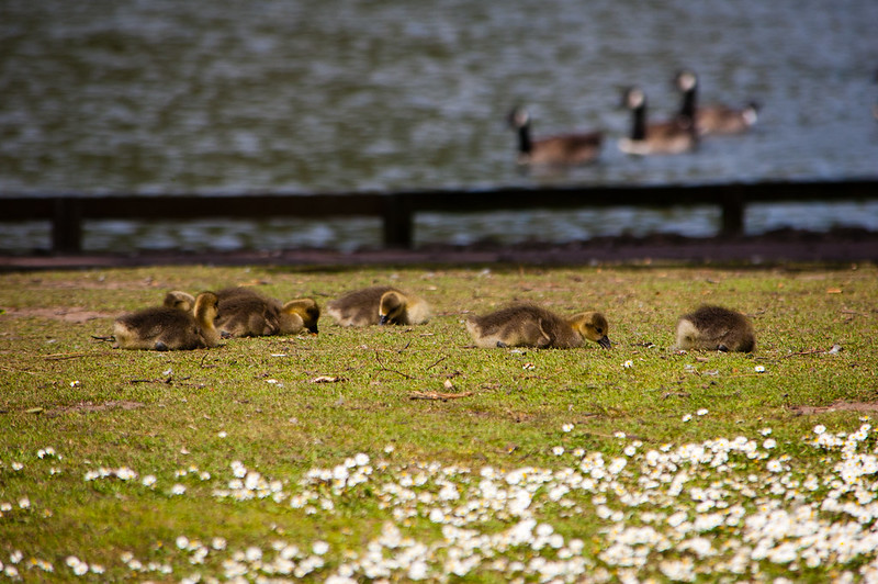 Goslings, West Park
