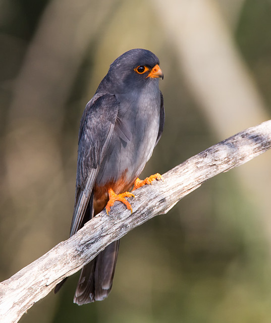 Red-footed Falcon - in the dappled shade