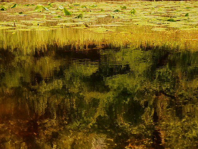 Water Lily Pond - Nuphar lutea, Gelbe Teichrosen, 