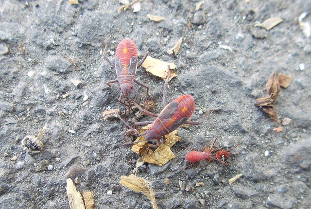 Man Van Insect Bug man Dan | Flickr