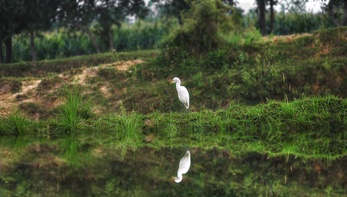 reflection bird nature nikon alone ps gcc qatar swabi kpk maini zaiqtr swabikpk