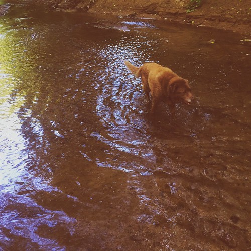 dog water creek kentucky ky molly hipstamatic brunolens rijksfilm paintsvillelakewildlifemanagementarea