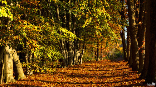 bracom landgoed estate path pad trees bomen light shadows leaves autumn bladeren treetrunk boomstam schaduw herfst fall nature natuur bergenopzoom lievensberg noordbrabant nederland netherlands holland canoneos5dmkiii widescreen canon 169 canonef24105mm bramvanbroekhoven nl