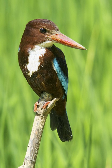 White-throated kingfisher (Halcyon smyrnensis), in rice paddy, southern Sri Lanka
