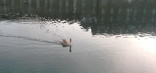 Cygnet on Great Ouse at Huntingdon 