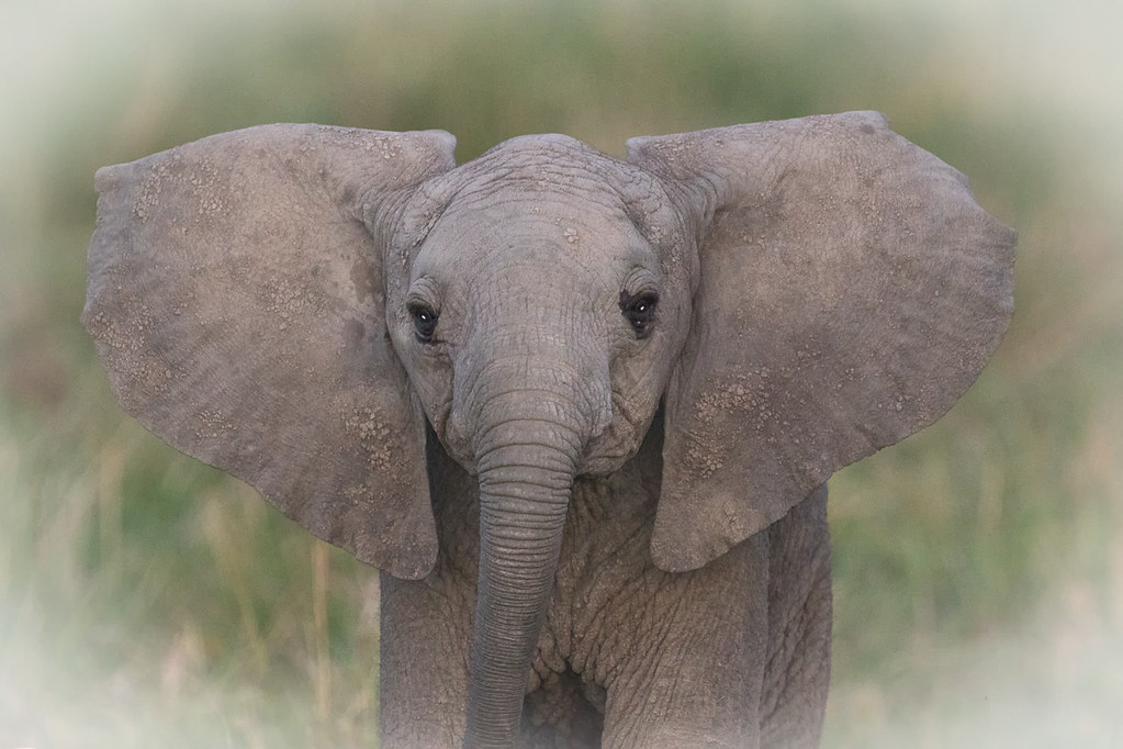 Слоновые уши. Слон с ушами бабочки. Уши слона. Уши слона для косплея.