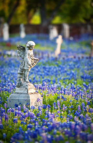 blue cemetery grave graveyard statue catholic texas tombstone bluebonnet fredericksburg texashillcountry lupinustexensis stmaryscatholiccemetery hillcountrycameraclub