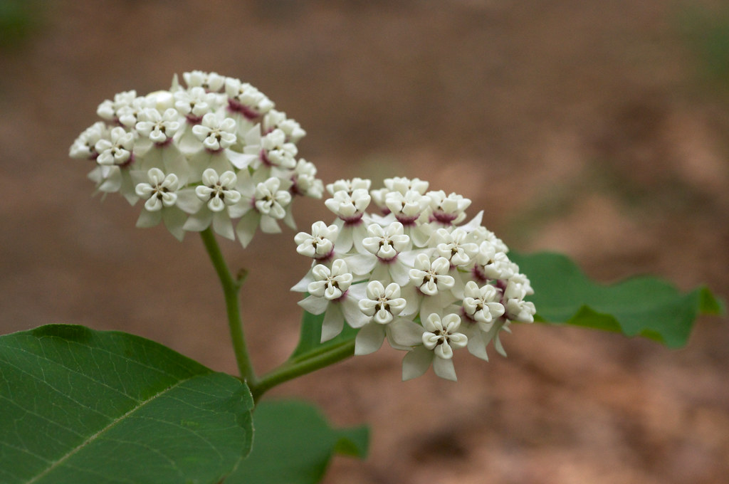 Asclepias variegata | Species from Eastern North America Com… | Flickr