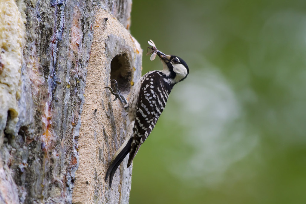 photo of red-cockaded woodpecker