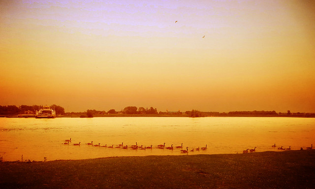 IMG_0948 Sunset geese
