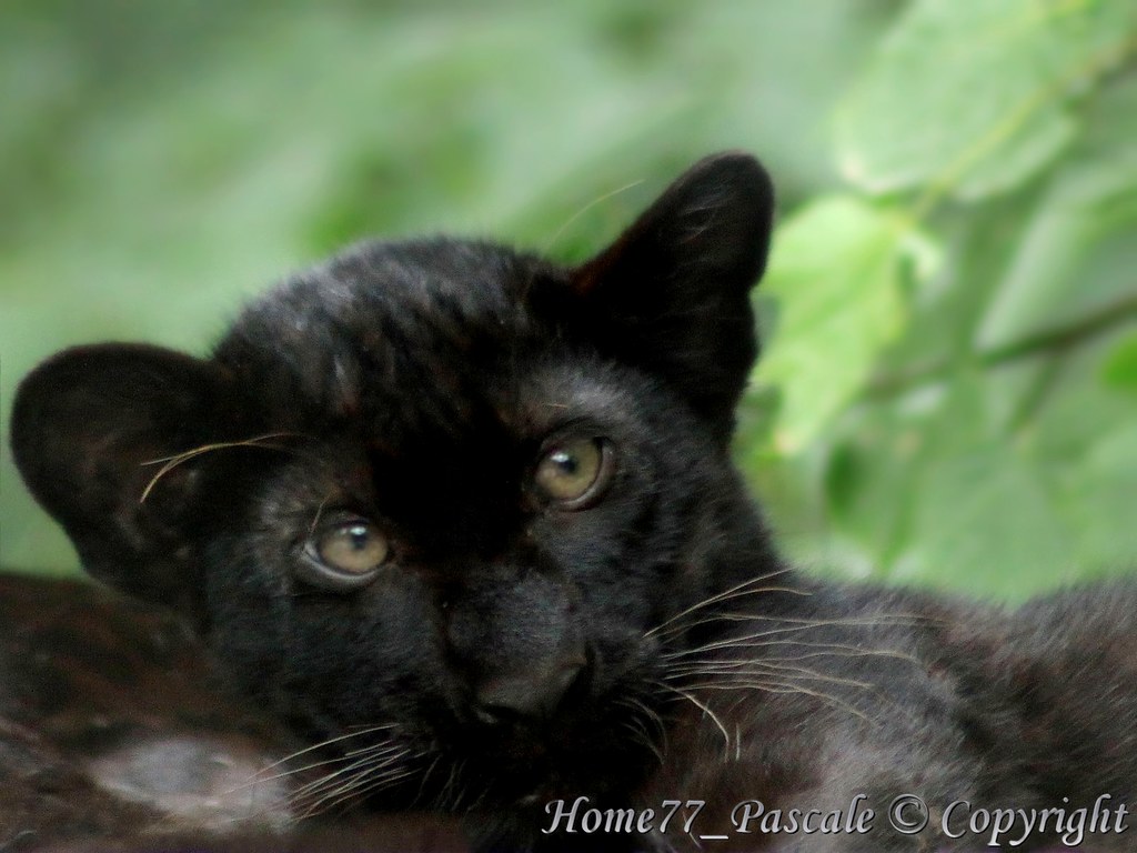 Bebe Panthere Noire 4 Mois Nee 14 04 13 Parc Des Felin Flickr