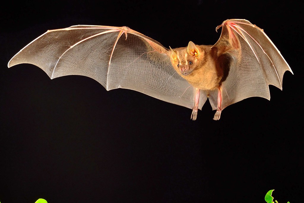 Different types of bats animals: The Cutest Bat Species (Photos and Facts)