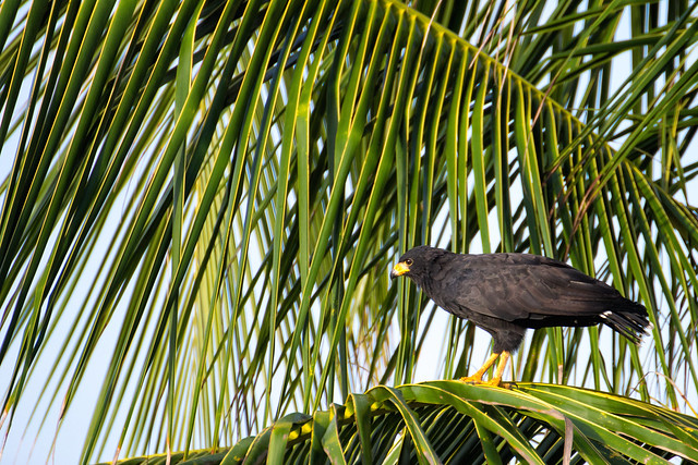 Common Black Hawk | Gavilán cangrejero (Buteogallus anthracinus anthracinus)