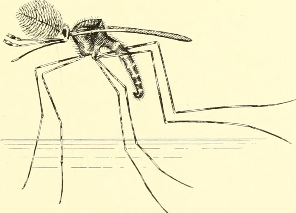 Anselmo Insect Image from page 246 of