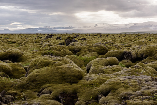 Moss covered landscape over lava field