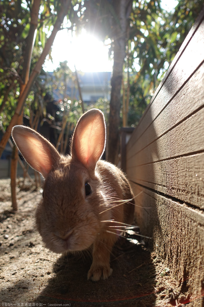 Tolar Rabbits DSC-RX100M5-100625 | torunara photo | Flickr