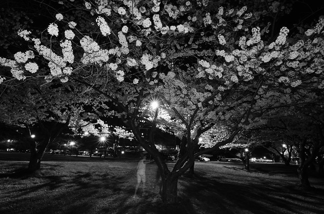 Ghosts around the cherry blossoms