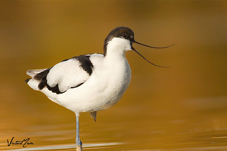 Alfaiate (Recurvirostra avosetta)
