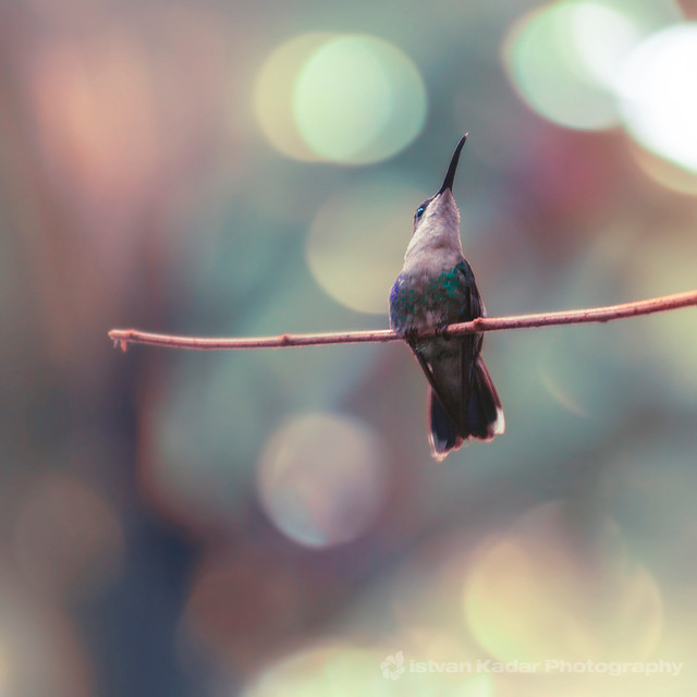 Hummingbird (White-throated Mountain-Gem)