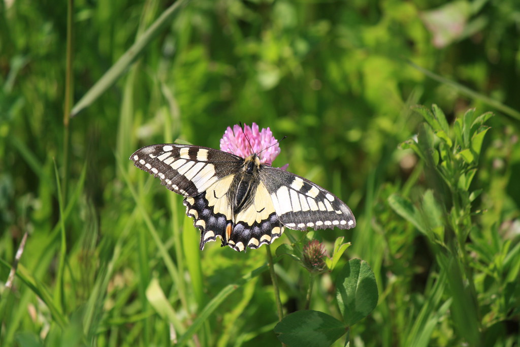 Schmetterling | Daniela | Flickr